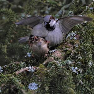 House Sparrow