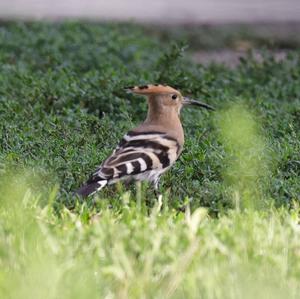 Eurasian Hoopoe