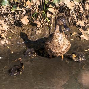 Mallard