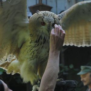 Eurasian Eagle-owl