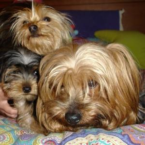 Yorkshire Terrier