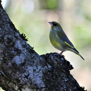 European Greenfinch