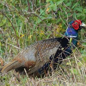 Common Pheasant