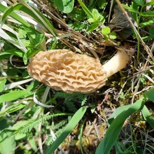 Yellow Morel