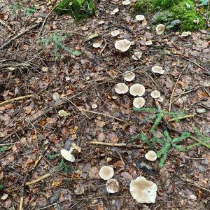 Fat-footed Clitocybe