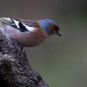 Eurasian Chaffinch