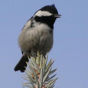 Coal Tit