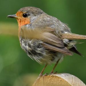 European Robin