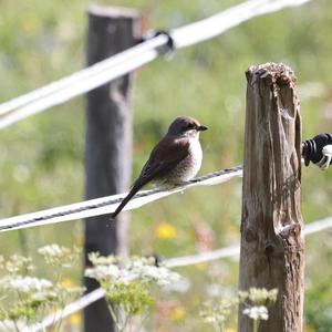 Red-backed Shrike