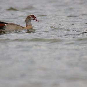 Nilgans