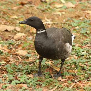 Brent Goose