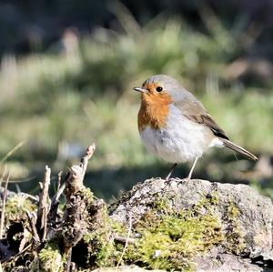 European Robin