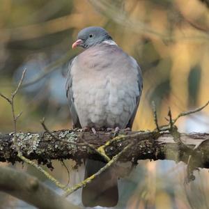 Common Wood-pigeon