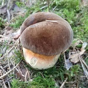 Dotted-stem Bolete