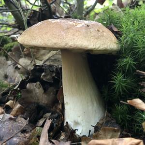 Summer Bolete