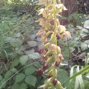 Broad-leaved Helleborine