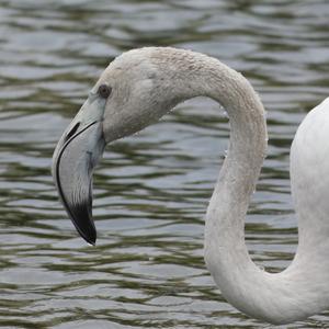 Greater Flamingo