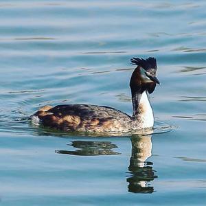 Great Crested Grebe