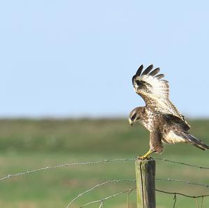 Common Buzzard