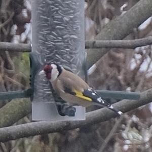 European Goldfinch