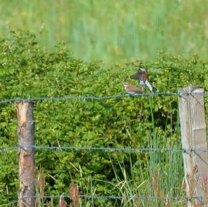 Red-backed Shrike