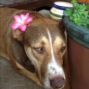 Unknown Breed