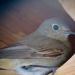 Black Redstart