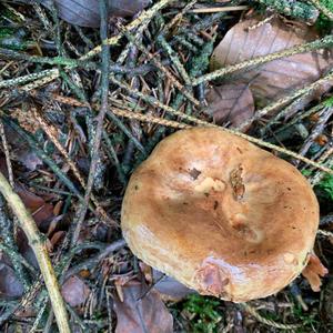 Poison Paxillus