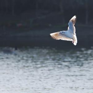 Black-headed Gull