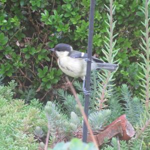 Great Tit