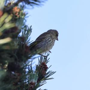 Eurasian Siskin