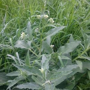 Comfrey (Common)