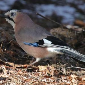 Eurasian Jay