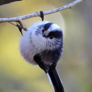 Long-tailed Tit