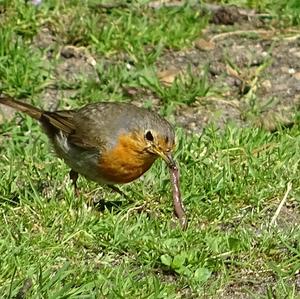 European Robin