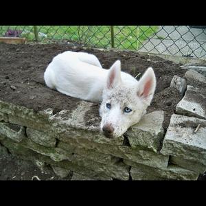 Siberian Husky