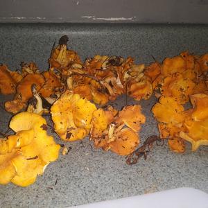 Chanterelle, Common