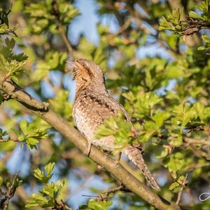 Eurasian Wryneck