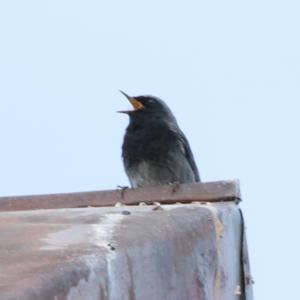 Black Redstart