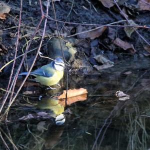 Blue Tit