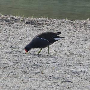 Common Moorhen