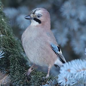 Eurasian Jay