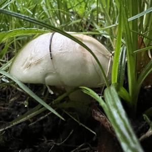 St George`s Mushroom