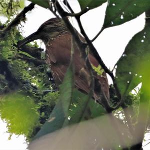 Strong-billed Woodcreeper