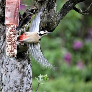 Great Spotted Woodpecker