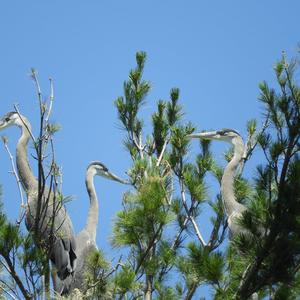 Great Blue Heron