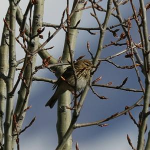 Tree Pipit