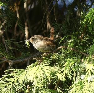 Winter Wren