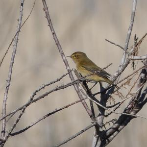 Common Chiffchaff