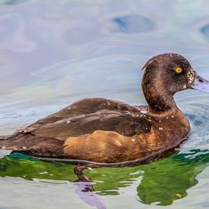 Tufted Duck